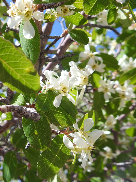 Amelanchier alnifolia (Saskatoon serviceberry) #88156
