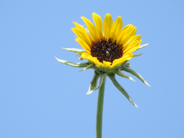 Helianthus argophyllus (Silverleaf sunflower) #88161