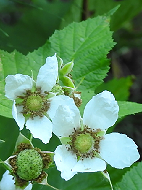 Rubus parviflorus (Western thimbleberry) #88175