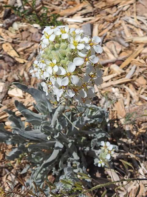 Lepidium alyssoides (Mesa pepperwort) #88178