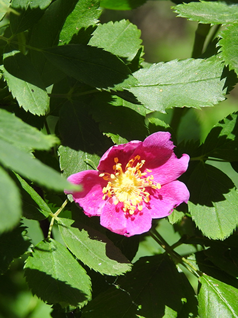 Rosa woodsii (Woods' rose) #88180