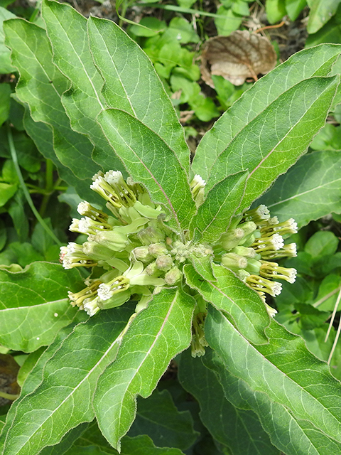 Asclepias oenotheroides (Zizotes milkweed) #88187