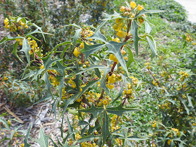 Mahonia trifoliolata (Agarita) #88188