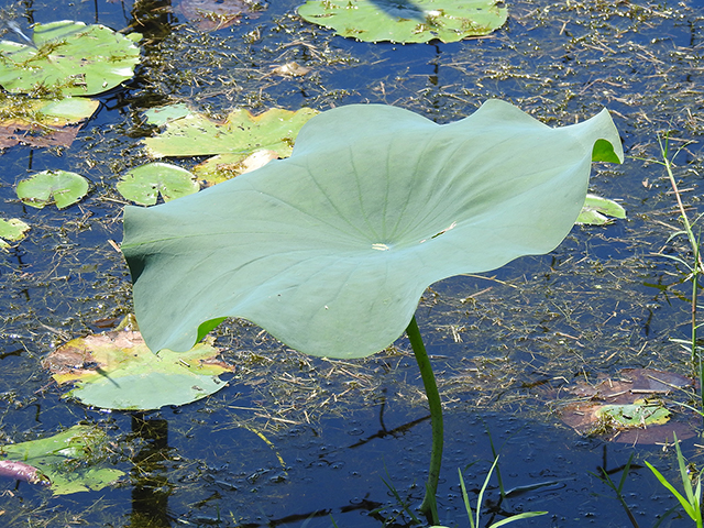 Nelumbo lutea (American lotus) #88190