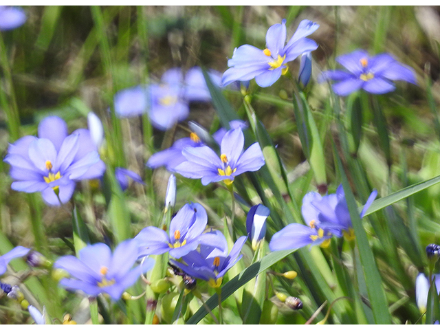 Sisyrinchium langloisii (Roadside blue-eyed grass) #88206