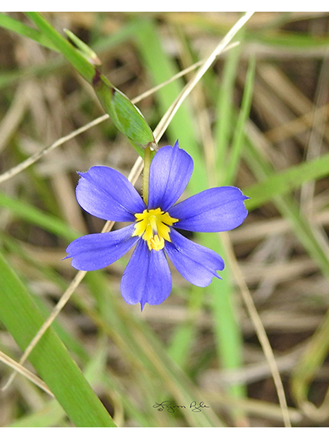 Sisyrinchium myrioflorum (Sandyland blue-eyed grass) #88207