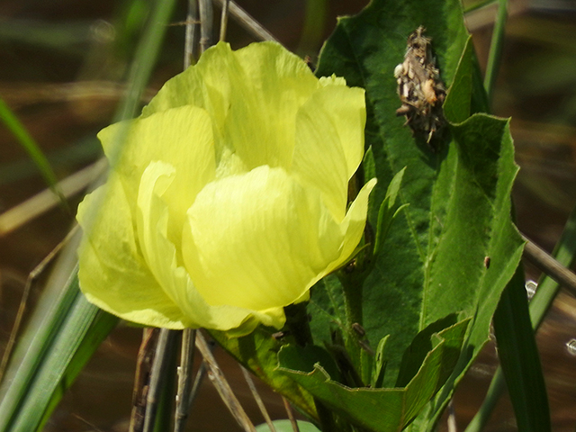 Cienfuegosia drummondii (Yellow flymallow) #88217