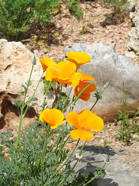 Eschscholzia californica ssp. californica (California poppy) #88240