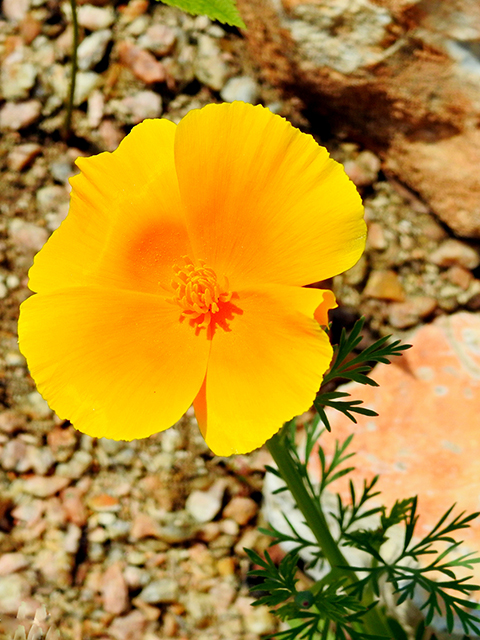 Eschscholzia californica ssp. californica (California poppy) #88241