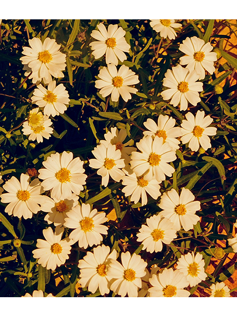 Melampodium leucanthum (Blackfoot daisy) #88273