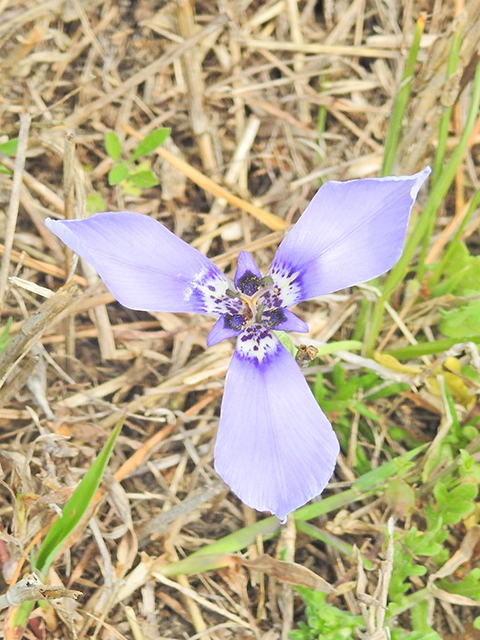 Herbertia lahue ssp. caerulea (Prairie nymph) #88278