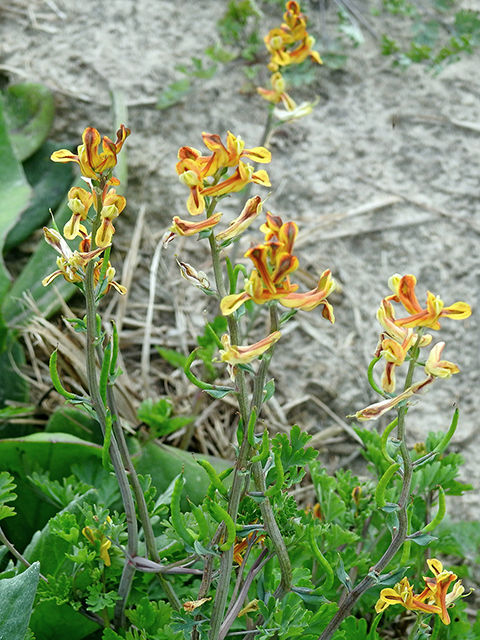 Corydalis micrantha ssp. texensis (Texan fumewort) #88294