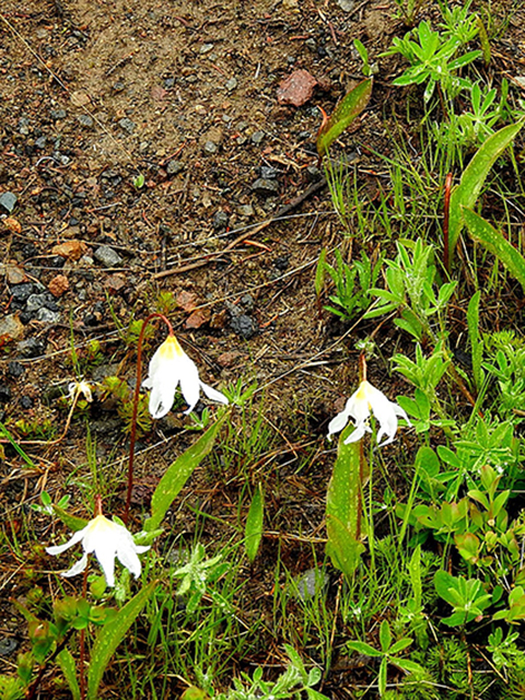Erythronium montanum (White avalanche-lily) #88322