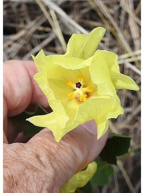 Cienfuegosia drummondii (Yellow flymallow) #88327