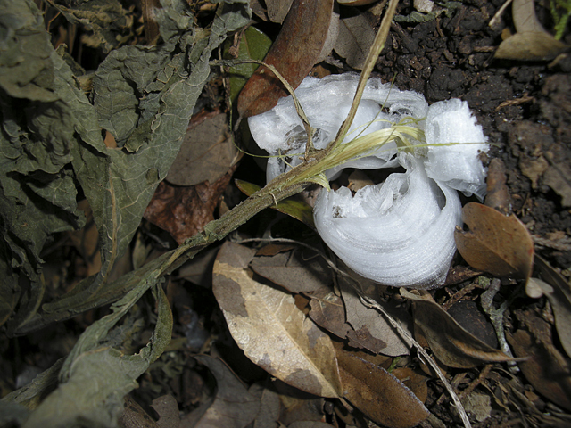 Verbesina virginica (Frostweed) #26852