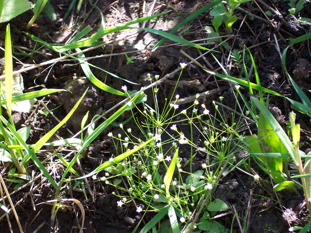 Androsace septentrionalis (Pygmyflower rockjasmine) #19463