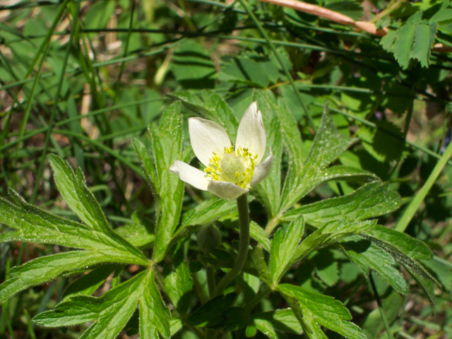Anemone canadensis (Canadian anemone) #19465