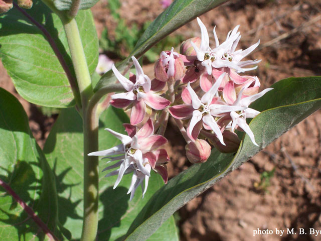 Asclepias speciosa (Showy milkweed) #19468