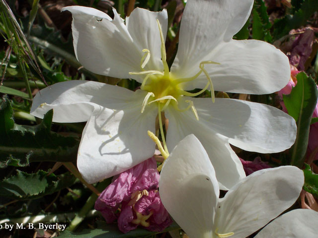 Oenothera caespitosa (Tufted evening primrose) #19510