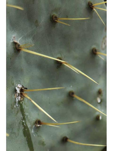 Opuntia engelmannii var. lindheimeri (Texas prickly pear) #59595