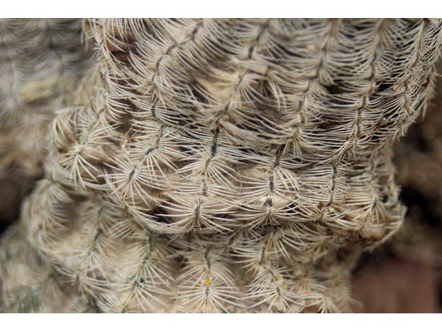 Echinocereus reichenbachii ssp. reichenbachii (Lace cactus) #59604