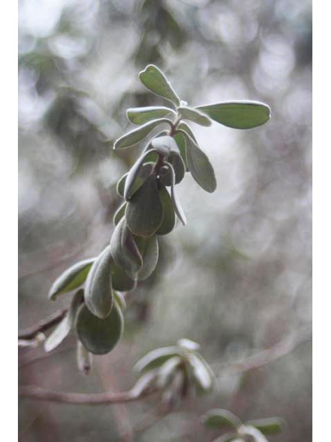 Leucophyllum frutescens (Cenizo) #59605