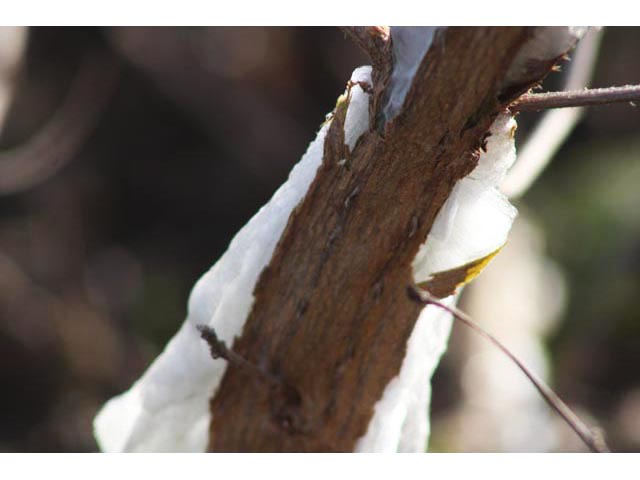 Lantana urticoides (Texas lantana) #59613