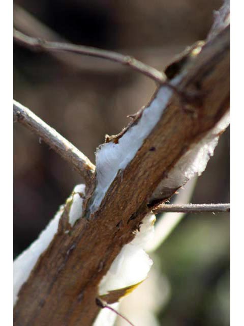 Lantana urticoides (Texas lantana) #59614