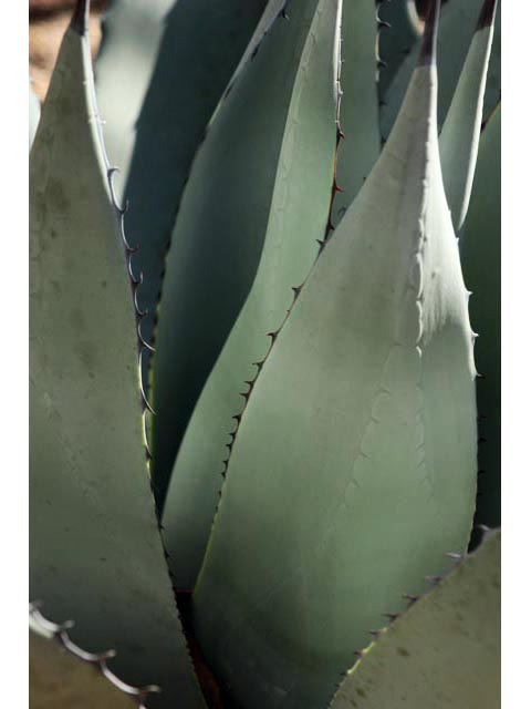 Agave havardiana (Havard's century plant) #59643