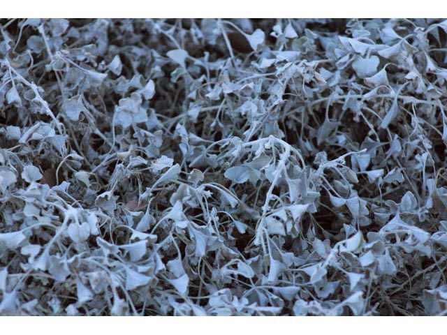 Dichondra argentea (Silver ponysfoot) #59647