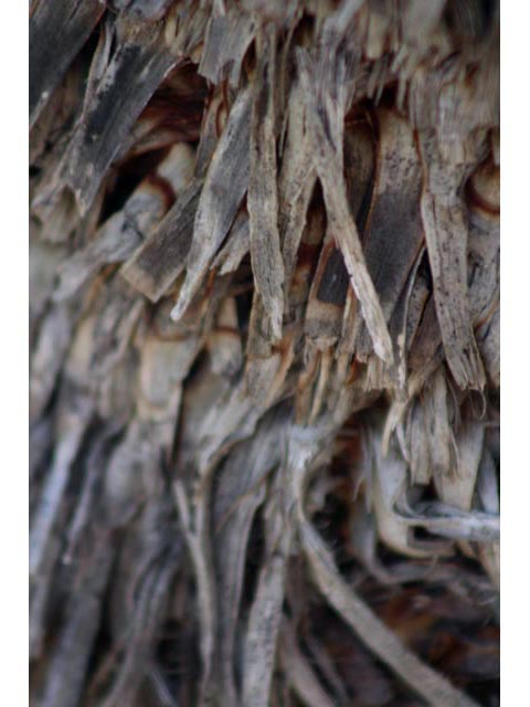 Yucca thompsoniana (Thompson's yucca) #59649
