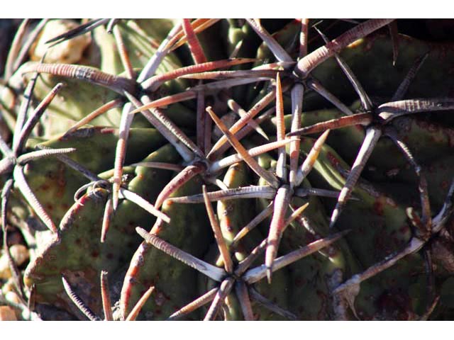 Echinocactus texensis (Horse crippler) #59651