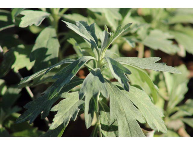 Artemisia ludoviciana (Louisiana artemisia) #59654