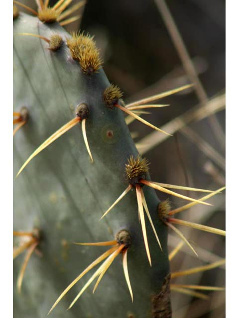 Opuntia engelmannii var. lindheimeri (Texas prickly pear) #59663