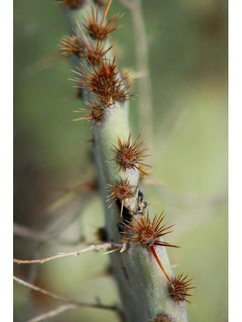 Opuntia engelmannii var. lindheimeri (Texas prickly pear) #59667