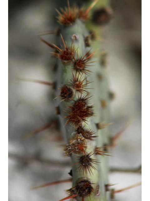 Opuntia engelmannii var. lindheimeri (Texas prickly pear) #59668