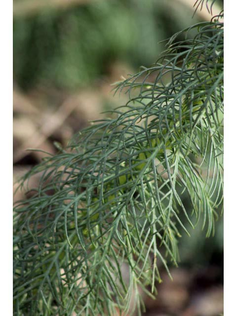 Ipomopsis rubra (Standing cypress) #59673