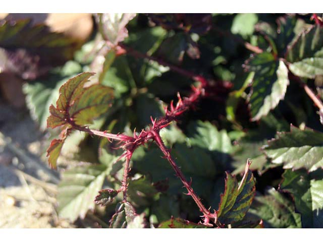 Rubus trivialis (Southern dewberry) #59688