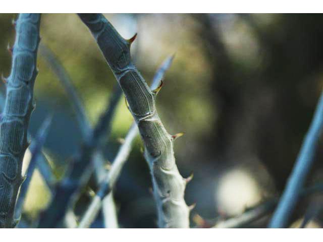 Hechtia texensis (Texas false agave) #59691