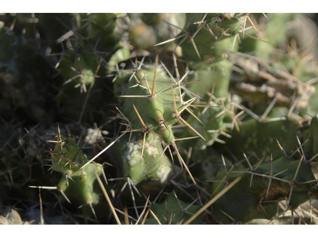 Echinocereus pentalophus (Ladyfinger cactus) #59696