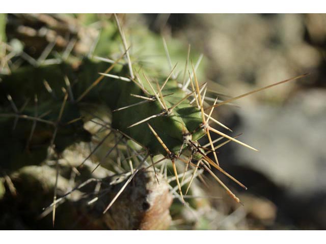 Echinocereus pentalophus (Ladyfinger cactus) #59697