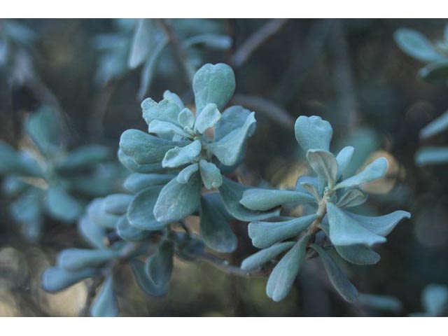 Leucophyllum frutescens (Cenizo) #59699