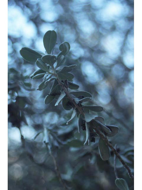 Leucophyllum frutescens (Cenizo) #59700