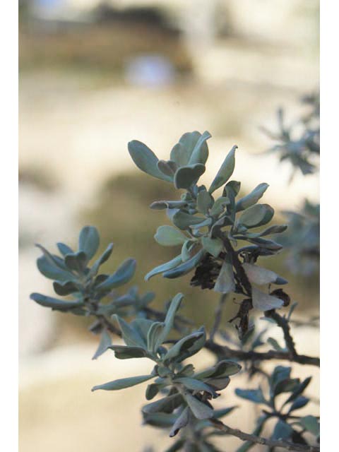 Leucophyllum frutescens (Cenizo) #59701