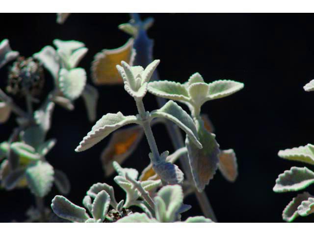 Buddleja marrubiifolia (Woolly butterflybush) #59722