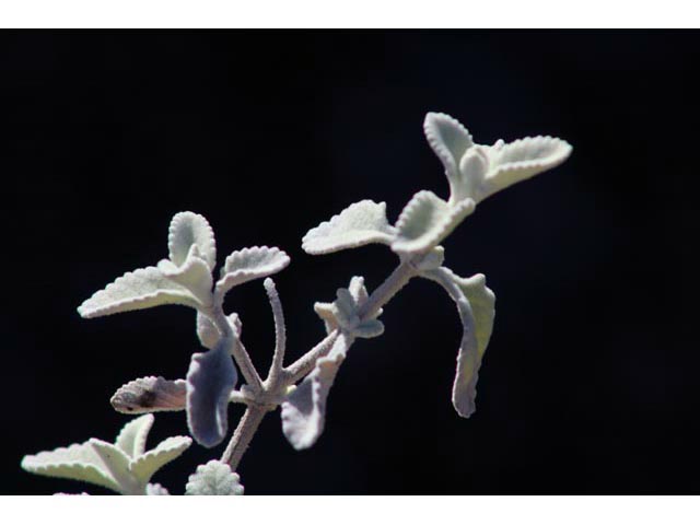 Buddleja marrubiifolia (Woolly butterflybush) #59723