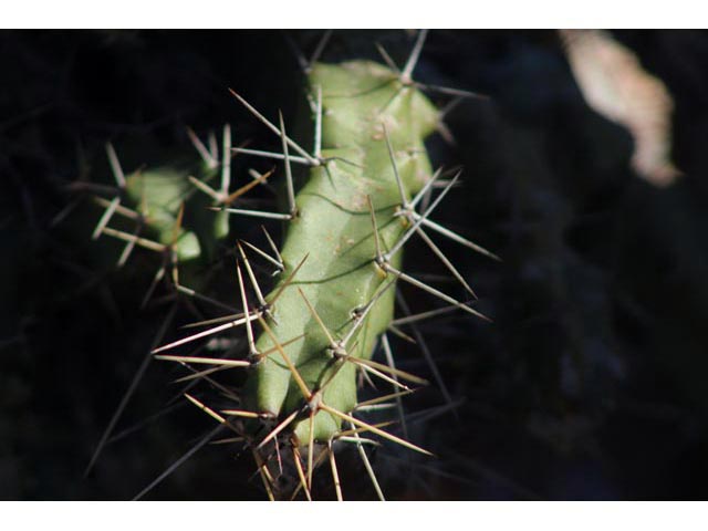 Echinocereus pentalophus (Ladyfinger cactus) #59732