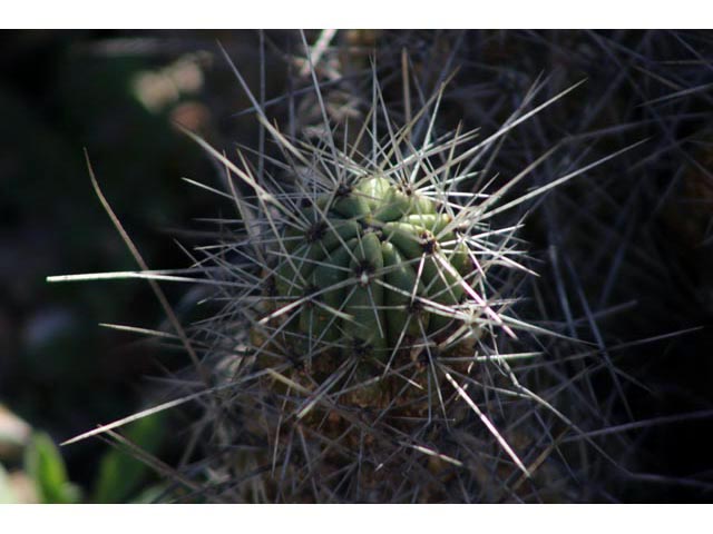 Echinocereus stramineus (Strawberry hedgehog cactus) #59733