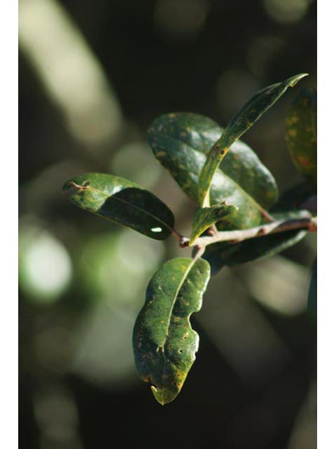 Quercus fusiformis (Escarpment live oak) #59738