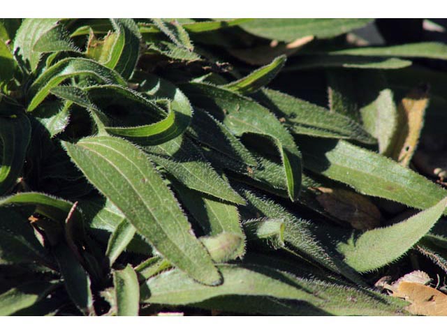 Echinacea angustifolia (Black samson) #59744